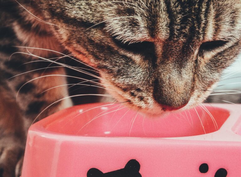 The 7 Best wet food for kittens – Reviewed & Ranked