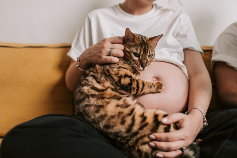 5 reasons Why do cat attack pregnant woman?
