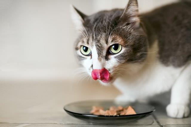 Can Cats Eat Bologna? – Everything You Need To Know