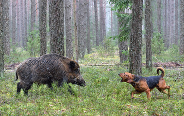 a dog barking on wild boar