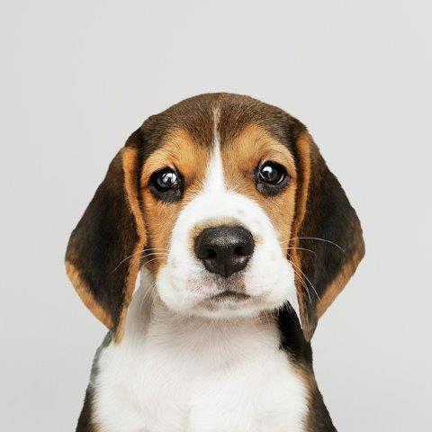 best behaved beagles dog