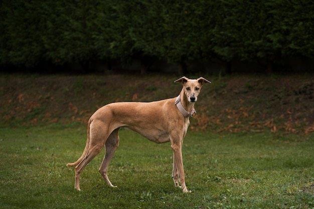 grey hound hunting dog image