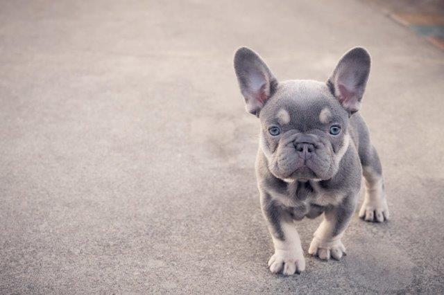 french bull dog images