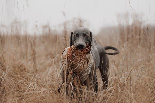 Best Dog Foods For Hunting Dogs