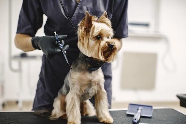 The 7 Best Dog Grooming Table