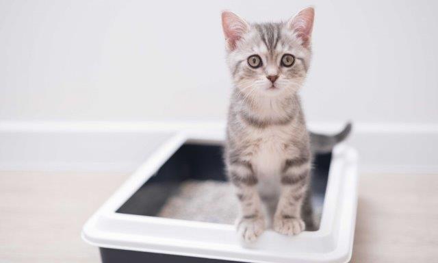 The 8 Best Cat Food For Constipation