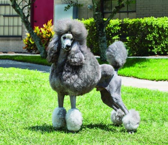poodle dog behaved dog image