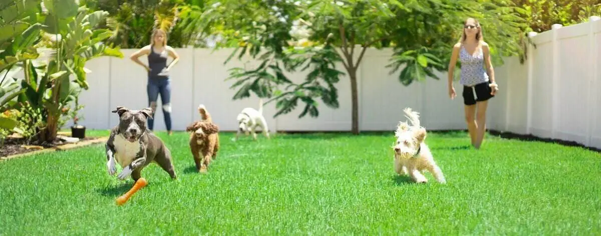 DOGS PLAYING AT GARDEN