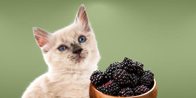 Can Cats Eat Blackberries? All You Need To Know?
