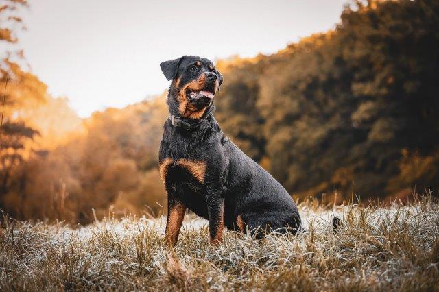 rottweiler worst dog for cats