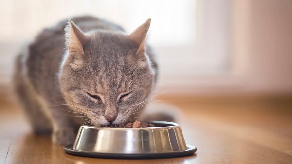 Can cats eat canned chicken?