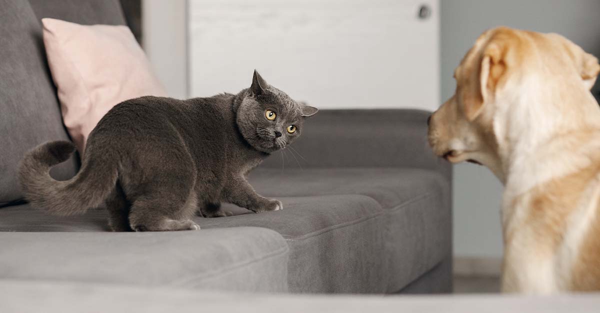 cats and dog looking each other