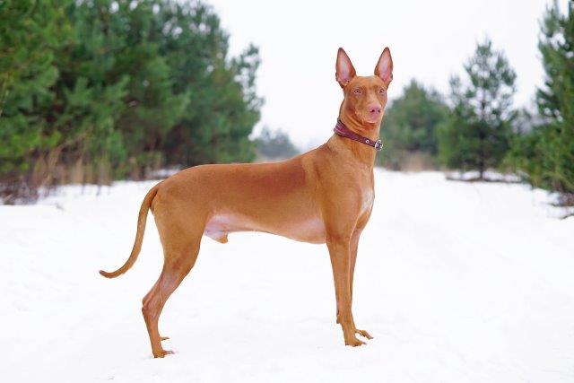pharaoh hound dog
