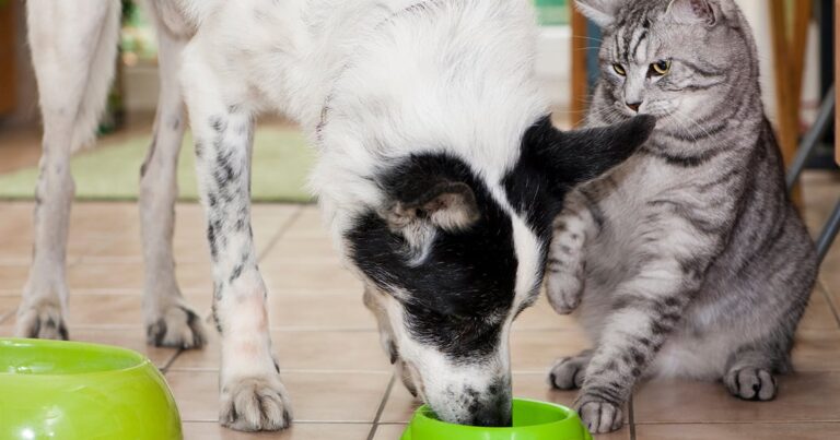 Can Dogs Eat Cat Treats- All You Need To Know
