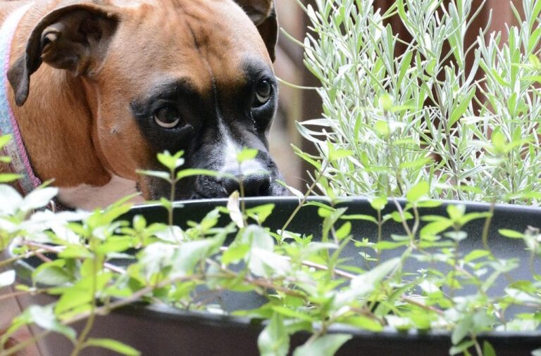 Oregano Oil For Dogs: Benefits and Uses