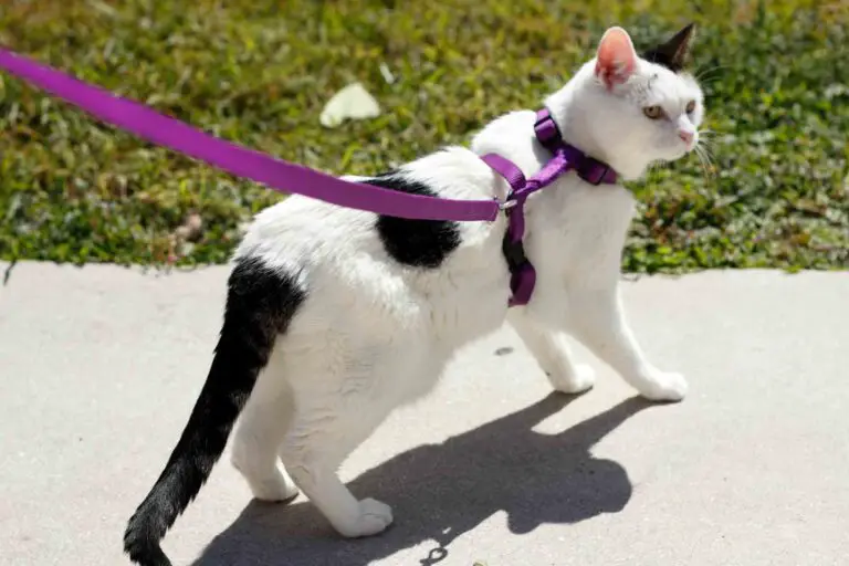 Top 7 Best Cat Harnesses