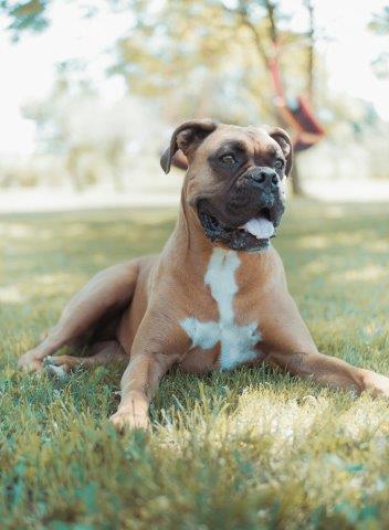 Top 11 Best Dog Foods For Boxer