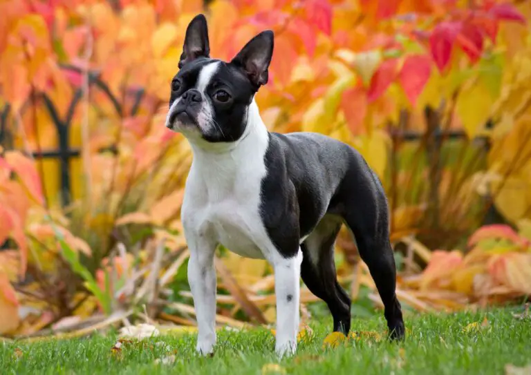 27 Best Apartment Dog Breeds- With Pictures