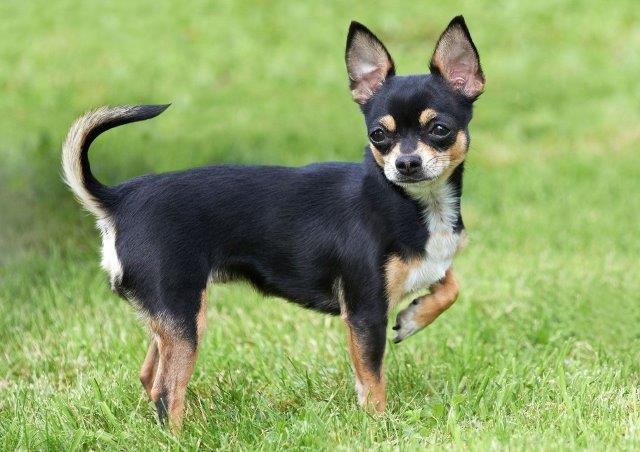Chihuahua-dog